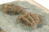 Two Foulonia Trilobites From Fezouata Formation - Top Quality Specimen #350856-3